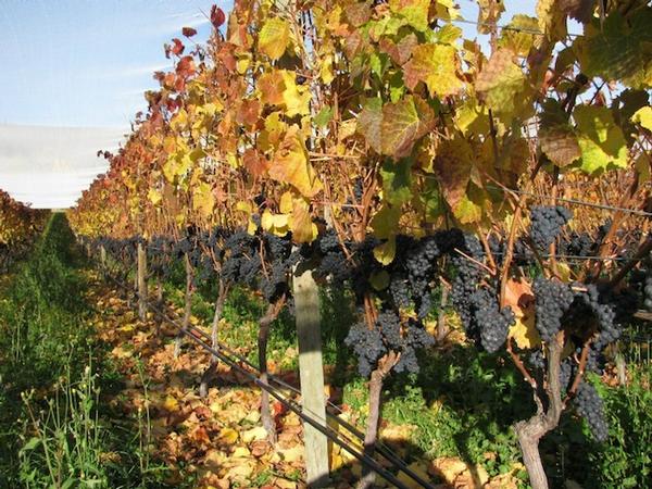 Central Otago, home to some of the world's best Pinot Noir.